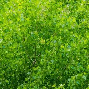 Poplar Aspen (Populus tremula) hedging 1